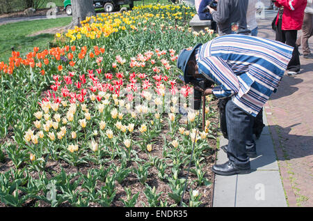 Man photographing tulipes au Jardin botanique de Brooklyn, New York, USA Banque D'Images