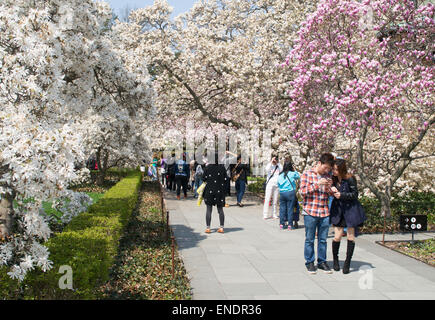 Jeune couple walking through fleur de printemps, Jardin botanique de Brooklyn, New York, USA Banque D'Images