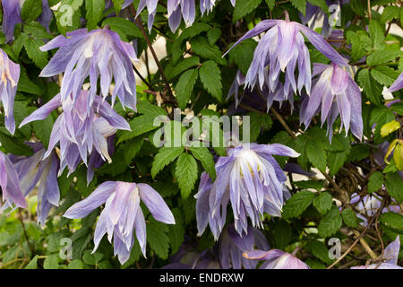 Fleurs bleu violet teinté de l'alpiniste en fleurs de printemps, Clematis macropetala Banque D'Images