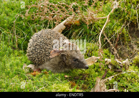 Hérisson d'Europe Erinaceus europaeus,. Sussex, UK. Mai. Banque D'Images