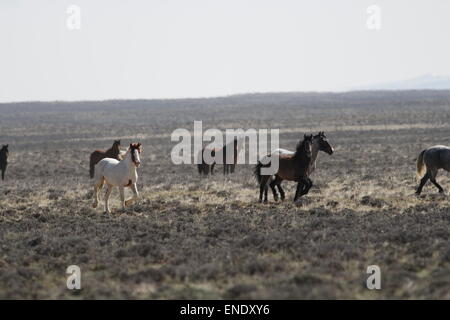 Chevaux sauvages rares et difficiles dans le désert rouge du Wyoming Banque D'Images