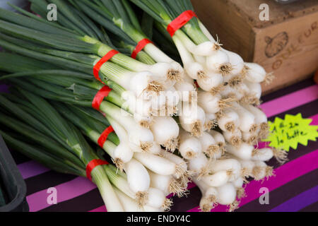 Oignons blancs au marché du dimanche de Montcuq avec des produits alimentaires en France Banque D'Images