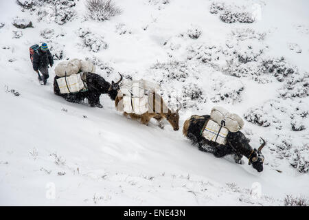 Un troupeau de dzos (yak hybrides) marche sur la neige au cours d'une tempête, au Népal, suivi par le berger Banque D'Images