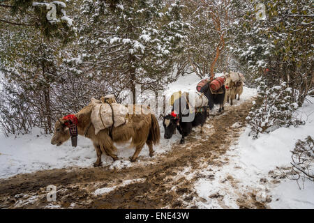 Un troupeau de dzos (yak hybrides) marche sur la neige au Népal Banque D'Images