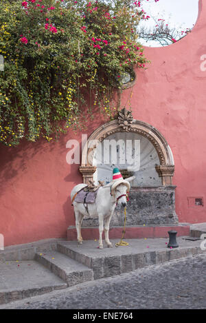 Camila l'âne dans les rues de San Miguel de Allende Mexique Banque D'Images