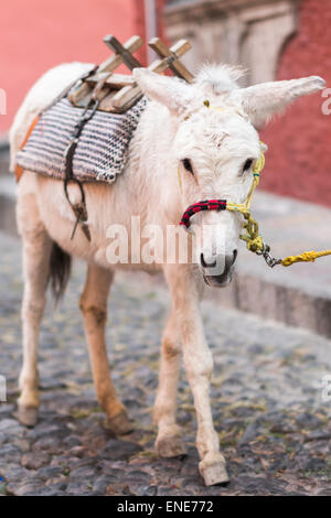 Camila l'âne dans les rues de San Miguel de Allende Mexique Banque D'Images