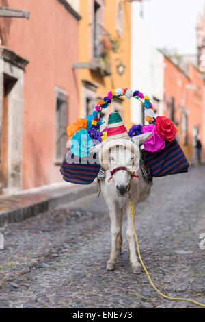 Camila l'âne dans les rues de San Miguel de Allende Mexique Banque D'Images