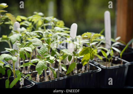 Quelques semis de tomate - Le jardinage biologique. Focus sélectif. Banque D'Images