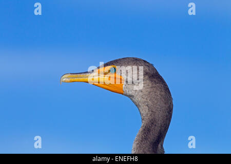 Le cormoran à aigrettes Phalacrocorax auritus première année portrait d'oiseaux Fort Myers Beach Floride USA Banque D'Images