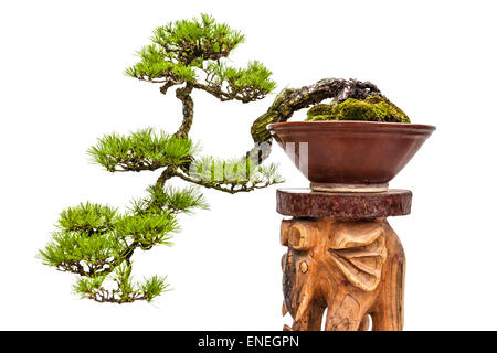 Bonsai vert sapin ou asiatique ou ornementales plantes décoratives en brun pot en céramique sur support en bois sur fond blanc Banque D'Images