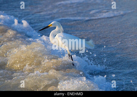 Aigrette neigeuse Egretta thula se nourrir dans le surf sur tideline Gulf coast Florida USA Banque D'Images