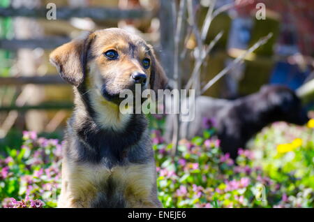 Breed puppy mélanger entre les herbes Feuilles et fleurs des champs colorés Banque D'Images