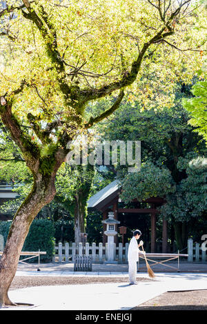 Gardien de Shinto japonais, habillé en blanc, balayant les feuilles devant une lanterne en pierre, nain par les grands arbres derrière lui. Banque D'Images