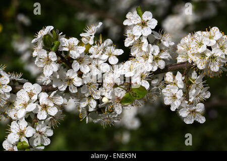 Prunellier (Prunus spinosa) en fleurs Banque D'Images