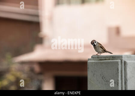 Sparrow assis sur un pilier en pierre, des petites maisons à l'arrière-plan Banque D'Images