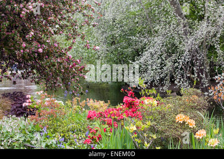 Floraison printanière dans Hyde Park Londres Angleterre 'splash' de couleur Banque D'Images