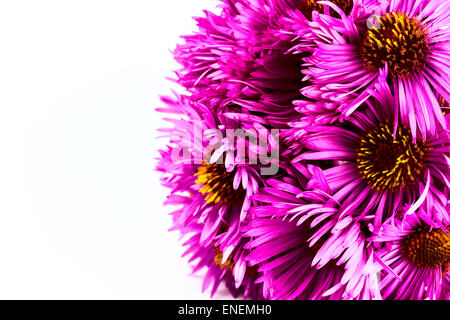 Chrysanthème rose sur fond blanc Banque D'Images