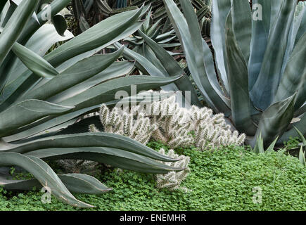 Sicile, Italie - les jardins de San Giuliano près de Catane. Dans le jardin de cactus agaves, vu par moonlight Banque D'Images