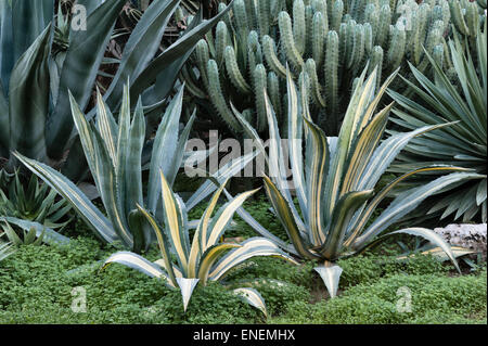 Sicile, Italie - les jardins de San Giuliano près de Catane. Dans le jardin de cactus agaves, vu par moonlight Banque D'Images