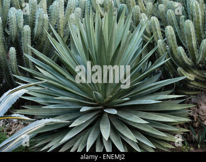 Sicile, Italie - les jardins de San Giuliano près de Catane. Dans le jardin de cactus agaves, vu par moonlight Banque D'Images