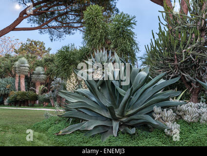 Sicile, Italie - les jardins de San Giuliano près de Catane. Dans le jardin de cactus agaves, vu par moonlight Banque D'Images