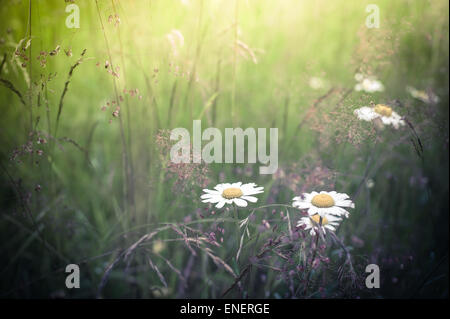 Amazing lever du soleil à l'été prairie avec des fleurs sauvages. Nature floral background en style vintage Banque D'Images