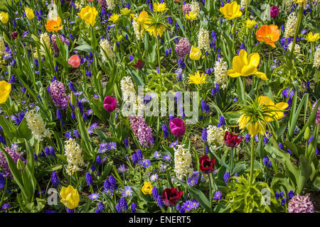 Une variété de fleurs colorées dans le domaine Banque D'Images
