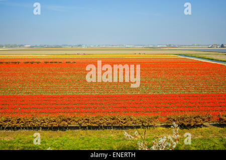 Avec de grandes lignes de champ de tulipes rouges dans le Keukenhof à Lisse, Nethetlands Banque D'Images