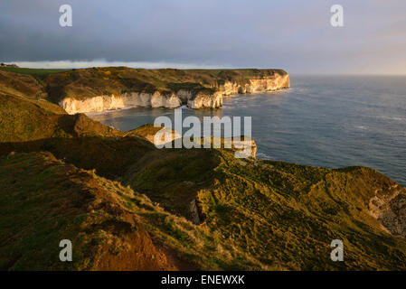 La côte sauvage avec des falaises de craie et de flore que l'aube sur la mer du Nord à Flamborough Head, Yorkshire, UK. Banque D'Images