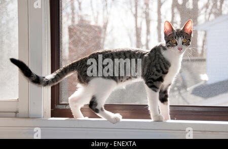 Chaton assis à la fenêtre. Banque D'Images