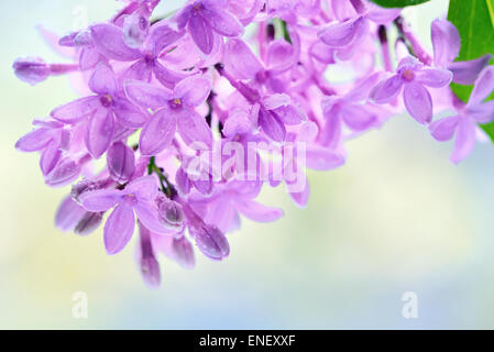 Macro image de printemps fleurs violet lilas Banque D'Images