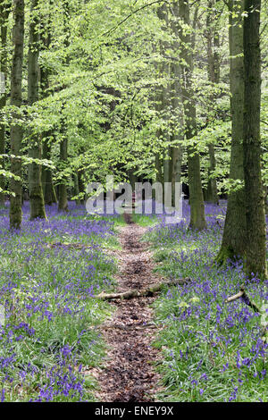 Ashridge Estate, Hertfordshire, England, UK. 4e mai 2015. La couleur vibrante de jacinthes et feuilles de hêtre à Ashridge Estate, sont spectaculaires lorsque illuminé par une touche de soleil sur une belle maison de banque lundi. Credit : Julia Gavin UK/Alamy Live News Banque D'Images