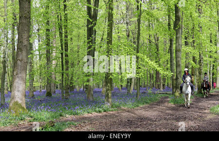 Ashridge Estate, Hertfordshire, England, UK. 4e mai 2015. Les cavaliers profiter de la couleur vibrante de jacinthes et feuilles de hêtre à Ashridge Estate, qui sont spectaculaires lorsque illuminé par une touche de soleil sur une belle maison de banque lundi. Credit : Julia Gavin UK/Alamy Live News Banque D'Images