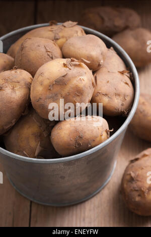 Pommes de terre nouvelles Jersey Royal frais hors du sol cultivé sur l'île de Jersey channel Banque D'Images