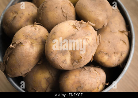 Pommes de terre nouvelles Jersey Royal frais hors du sol cultivé sur l'île de Jersey channel Banque D'Images