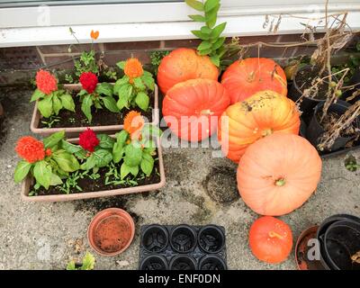 Les citrouilles récoltées à partir de leur attribution, en automne Banque D'Images