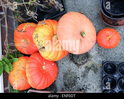 Les citrouilles récoltées à partir de leur attribution, en automne Banque D'Images