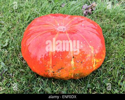 Les citrouilles récoltées à partir de leur attribution, en automne Banque D'Images