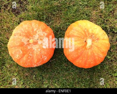 Les citrouilles récoltées à partir de leur attribution, en automne Banque D'Images