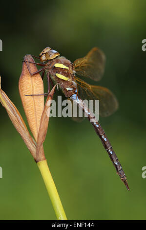 Brown - Hawker Aeshna grandis Banque D'Images