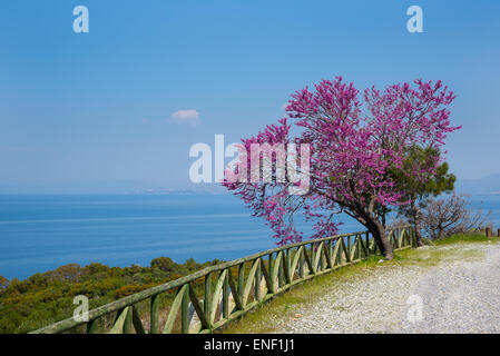 (Arbre de Judée siliquastrum Cercid) dans le Parc National de la péninsule de Dilek, près de Kusadasi, Turquie. Banque D'Images