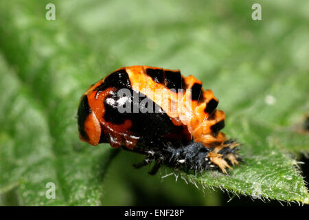 Ladybird - Arlequin Harmonia axyridis - chrysalide Banque D'Images