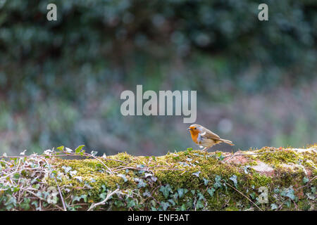 M. Robin sur le mur de l'église avec son oeil sur moi. . Banque D'Images