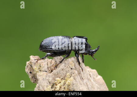 Du scarabée rhinocéros - Sinodendron cylindricum Banque D'Images