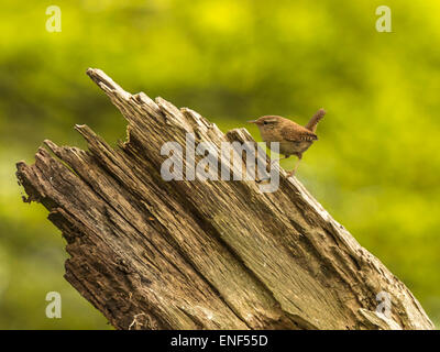 Anglais Pays de la faune - Wren (Troglodytidae) posés sur des Stump Banque D'Images