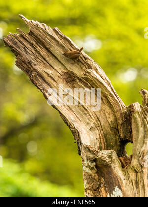 Anglais Pays de la faune - Wren (Troglodytidae) posés sur des Stump Banque D'Images