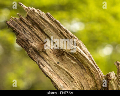 Anglais Pays de la faune - Wren (Troglodytidae) posés sur des Stump Banque D'Images