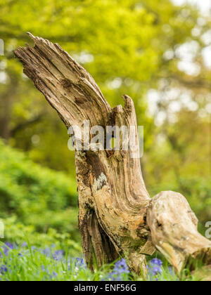 Anglais Pays de la faune - Wren (Troglodytidae) posés sur des Stump Banque D'Images