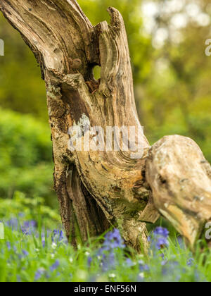 Anglais Pays de la faune - Wren (Troglodytidae) posés sur des Stump Banque D'Images