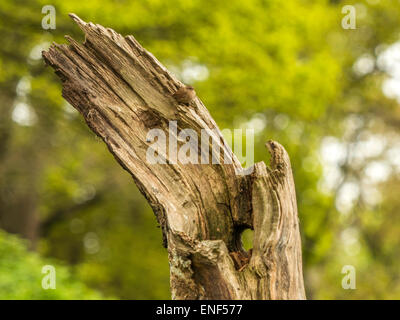 Anglais Pays de la faune - Wren (Troglodytidae) posés sur des Stump Banque D'Images